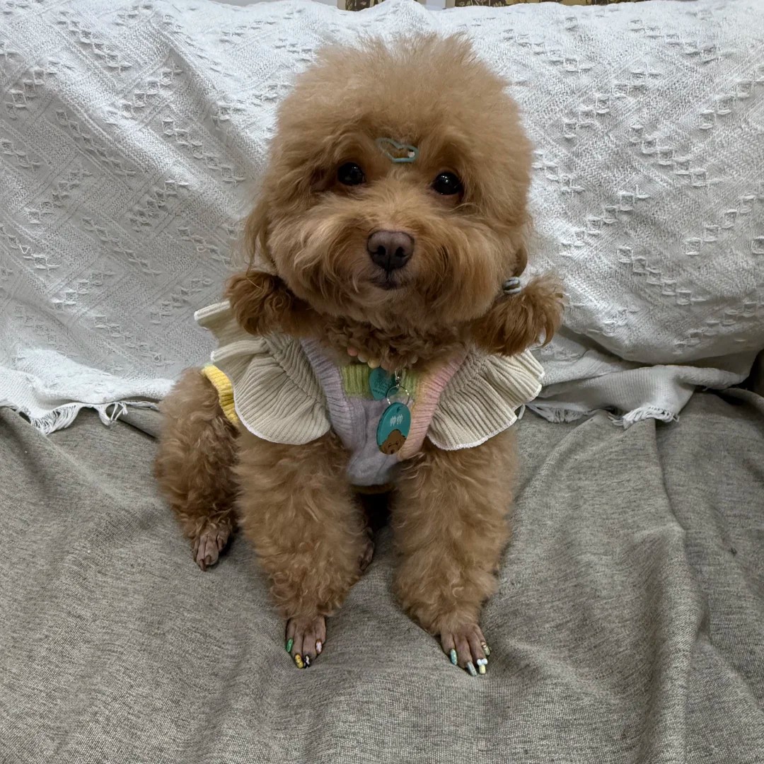 Is giving my pup a mani-pedi really that niche? 