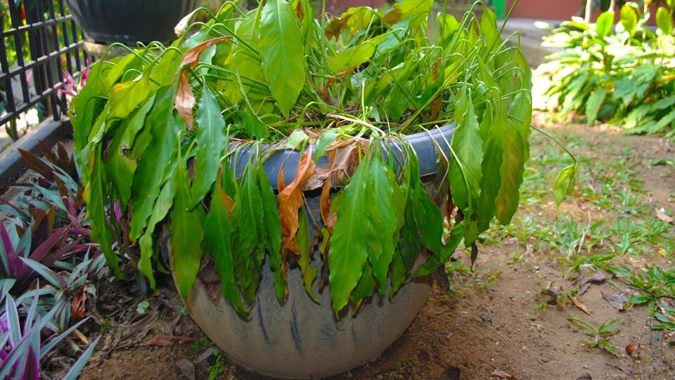 HOA Ruined My Garden—Now What?