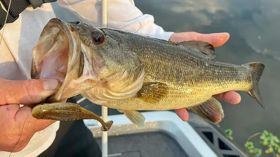 Why Topwater Baits Are Pure Fishing Magic