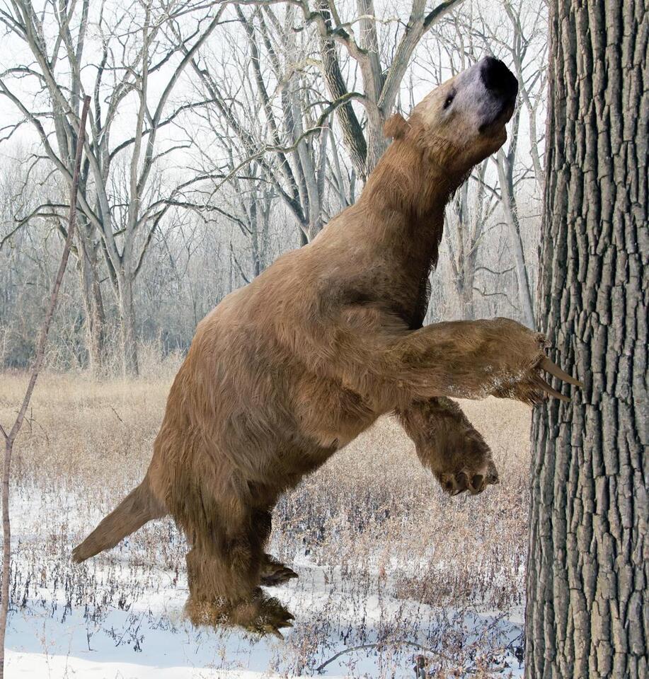 Florida Crew Digs Up Ancient Sloth Claw!