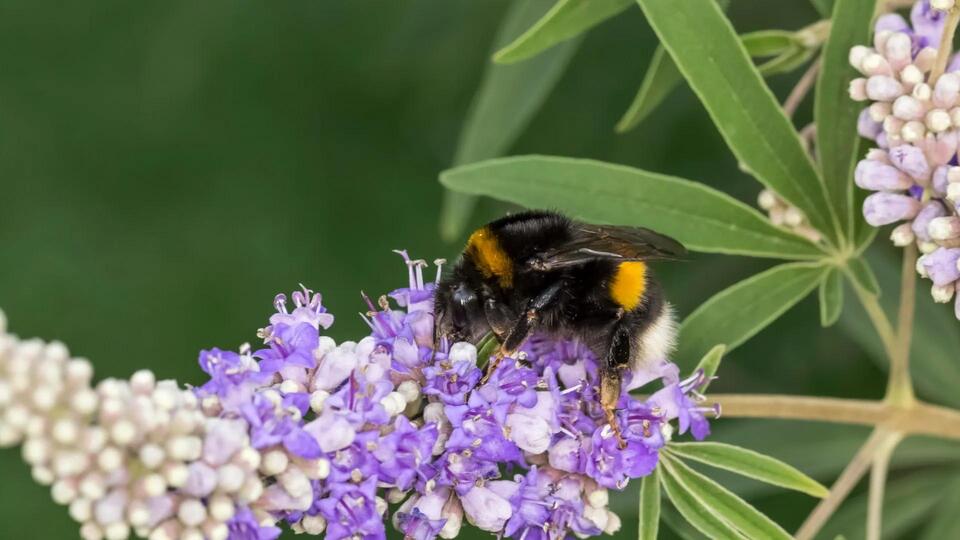 How Bees Are Winning the Mite Fight