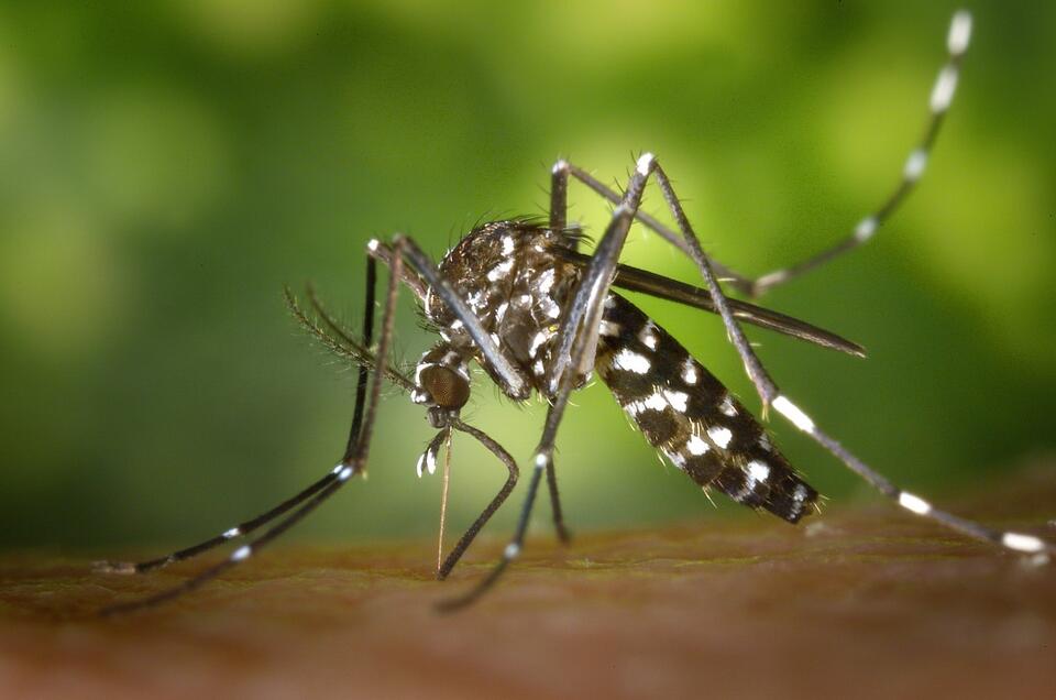 Mosquito Virus on the Move—Should We Worry?