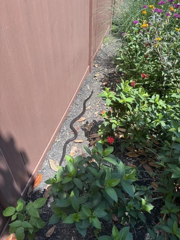 Snake in the Garden = Eco Win?