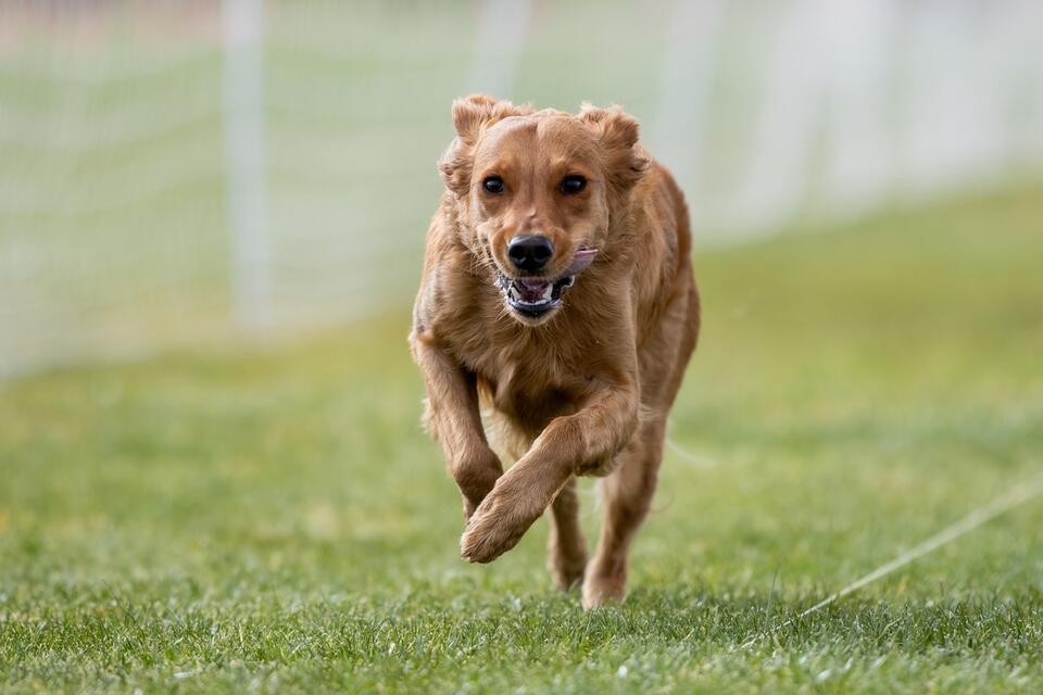 Golden Retriever’s Epic Yard Reveal!