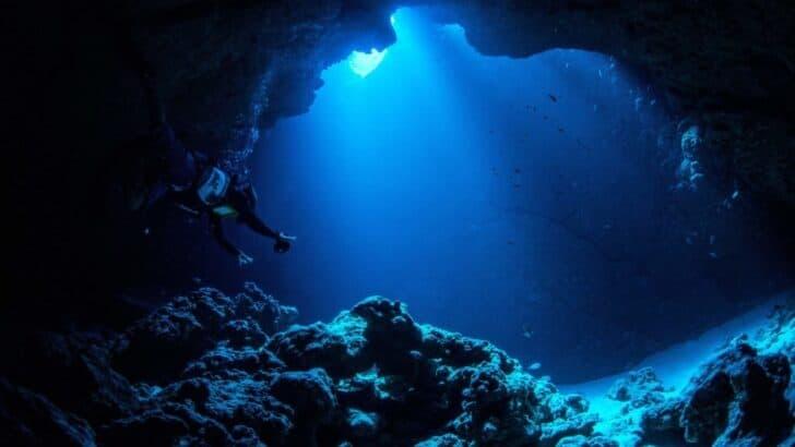 Glow-in-the-Dark Fish Found in the Deep!