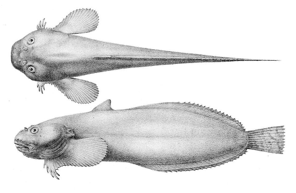 Glow-in-the-Dark Fish Found in the Deep!