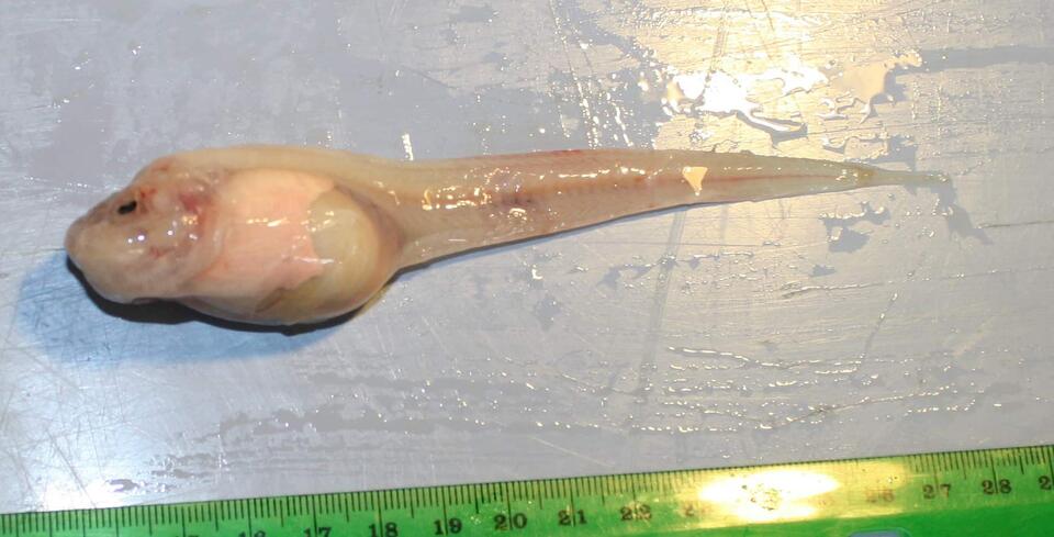 Glow-in-the-Dark Fish Found in the Deep!