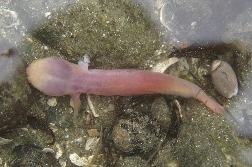 Glow-in-the-Dark Fish Found in the Deep!