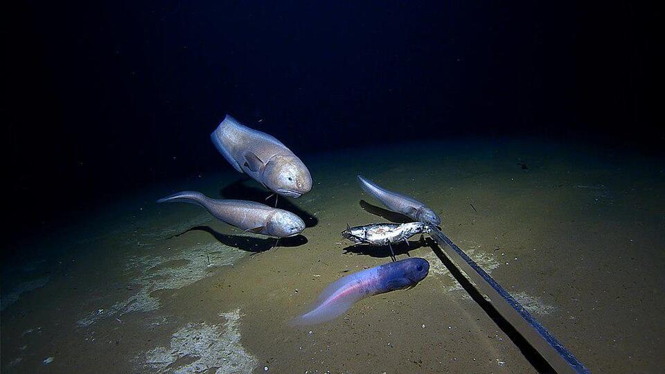 Glow-in-the-Dark Fish Found in the Deep!