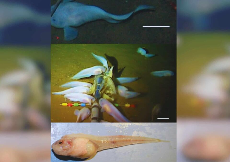 Glow-in-the-Dark Fish Found in the Deep!