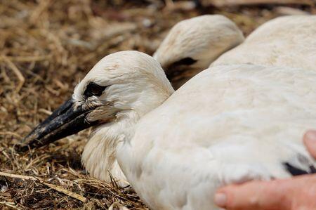 Storks Are Back in Denmark—Big Time!