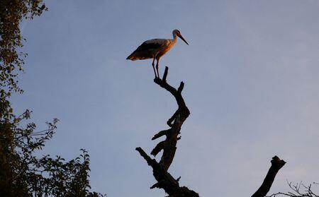 Storks Are Back in Denmark—Big Time!
