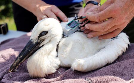 Storks Are Back in Denmark—Big Time!