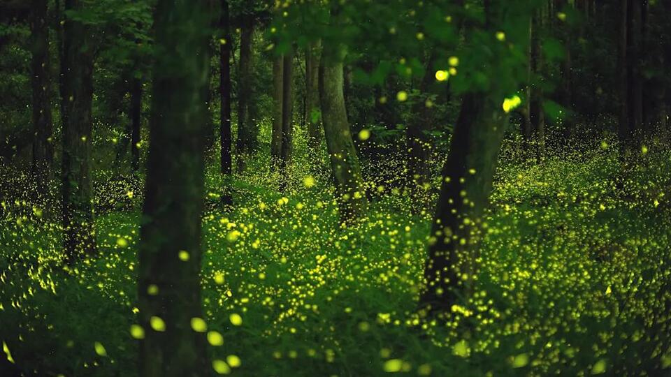 Fireflies Are Back—Here’s Why!