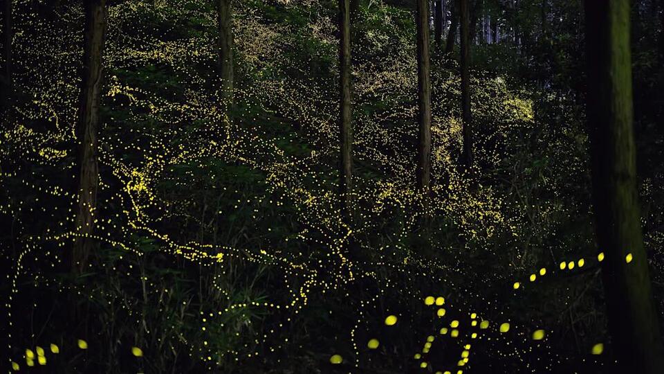 Fireflies Are Back—Here’s Why!