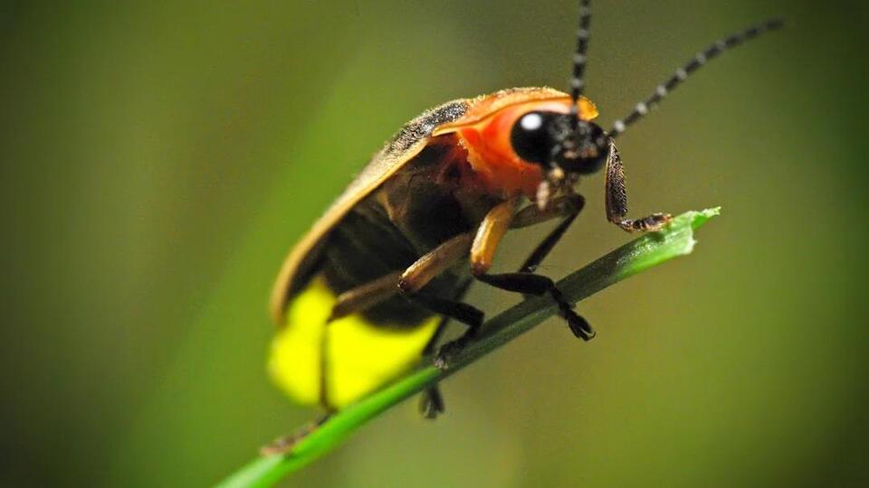 Fireflies Are Back—Here’s Why!