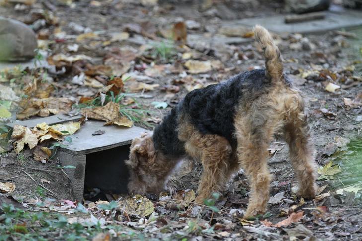 Why every squirrel hunter needs a good dog 