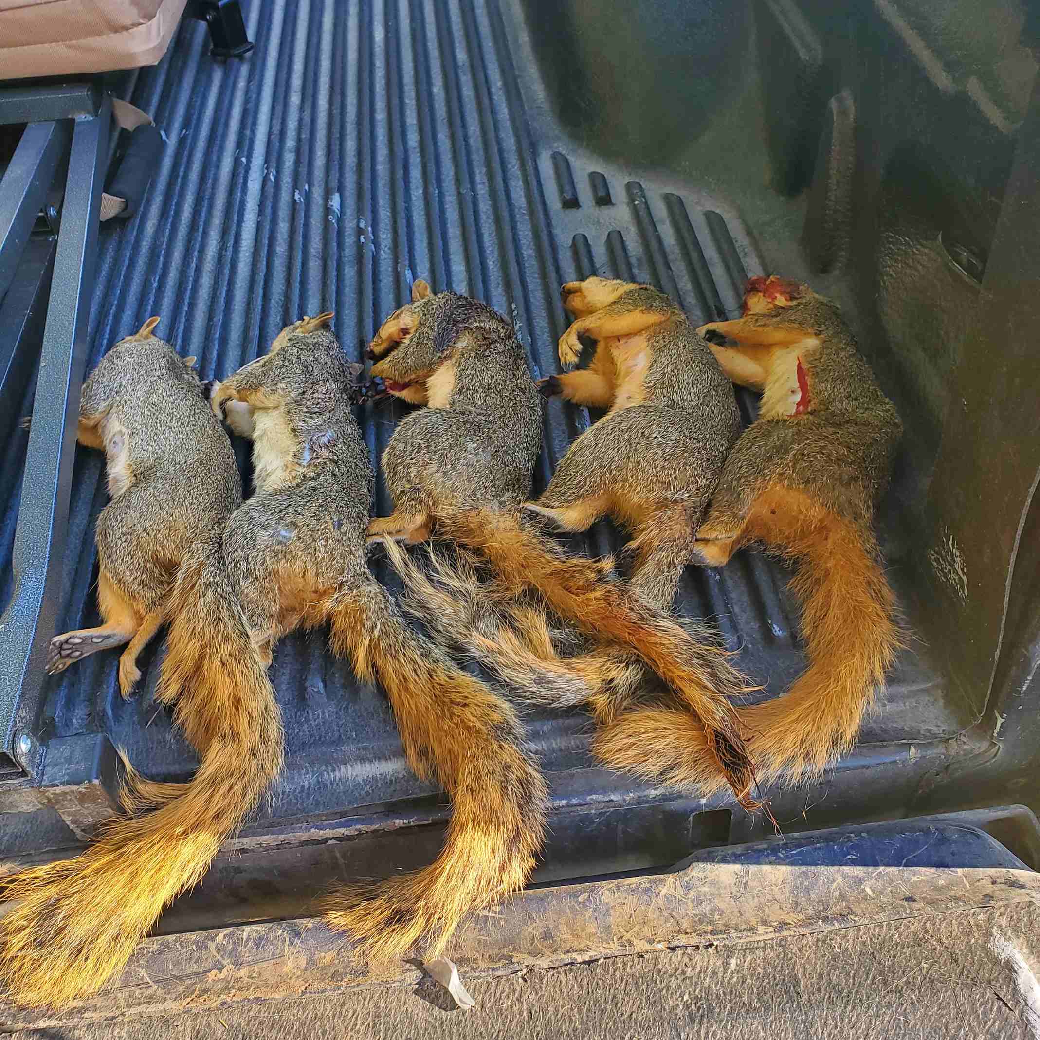 Squirrels kept lining up for my old .22