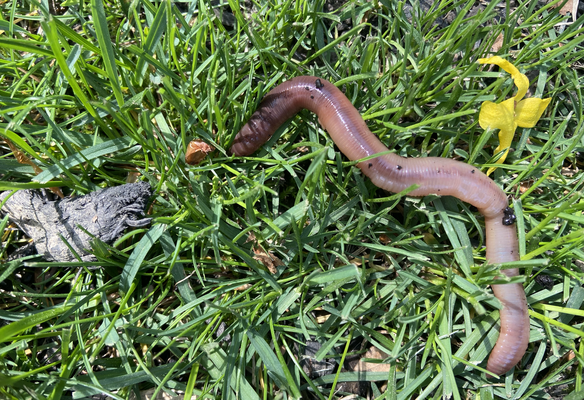 Anyone else dig for their own worms?