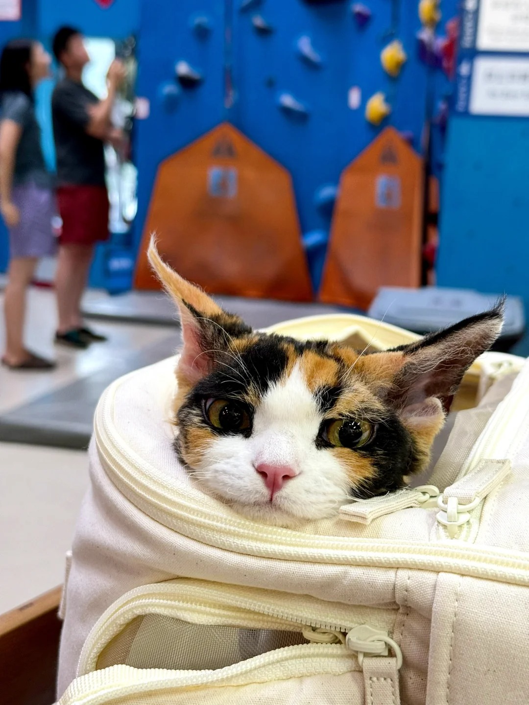 Brought my cat to the climbing gym again today 