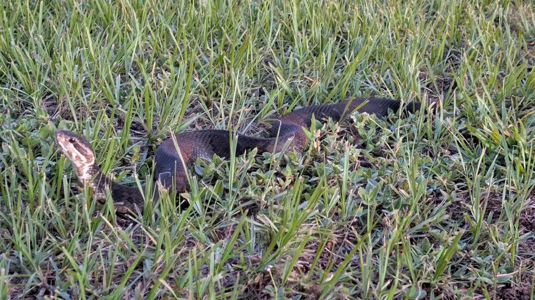 summer fishing = snake season apparently 😅