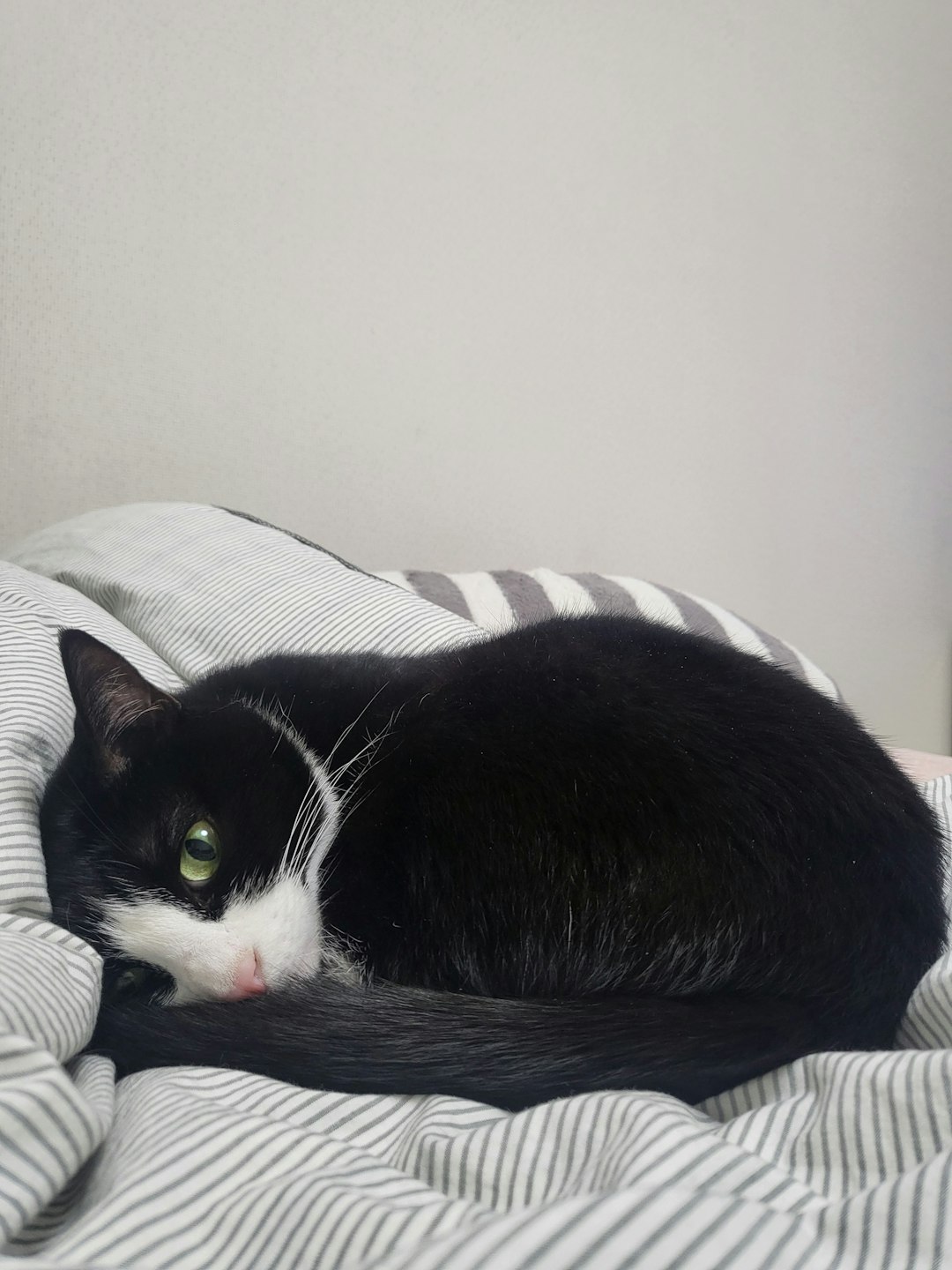 If it weren't for the cat, I might have burned to death