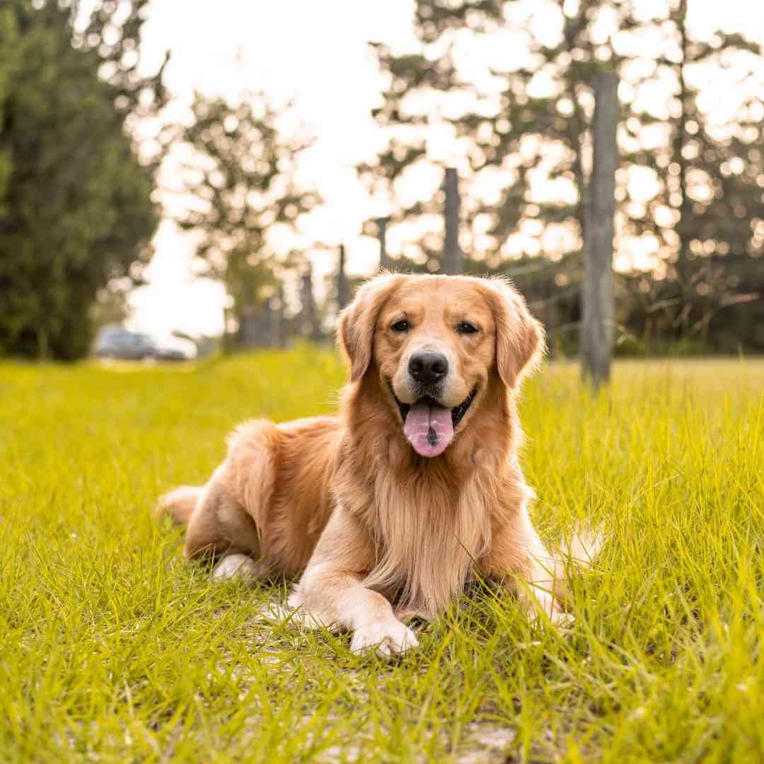 🐾 day 113 — she wagged her tail at the neighbor