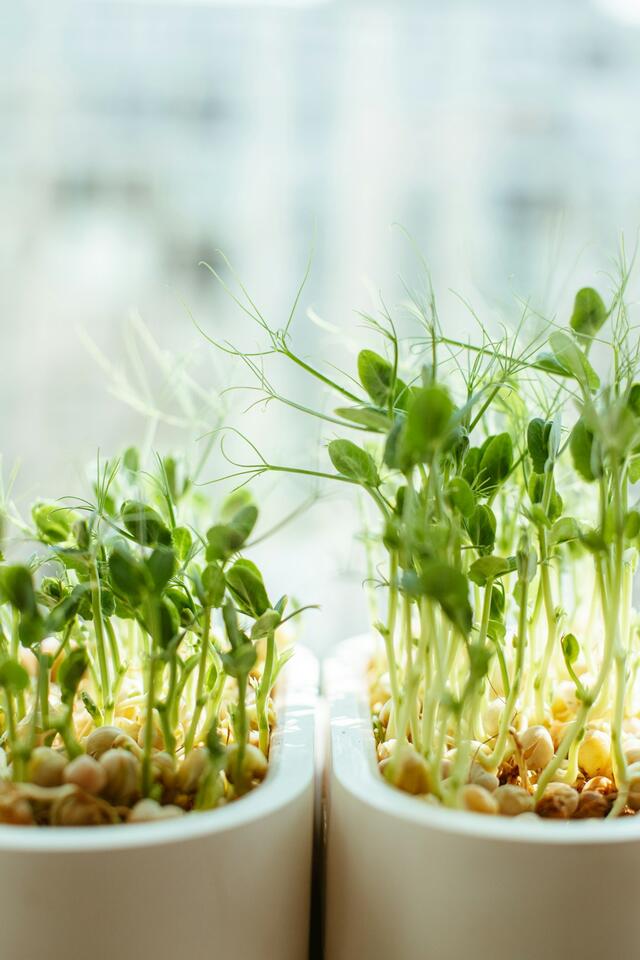 Your “Fresh” Groceries Might Be Gross