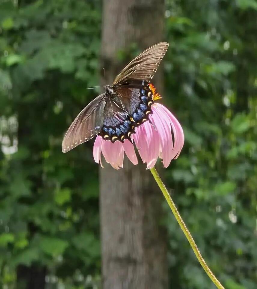 Butterfly’s First Flight = Yard Goals