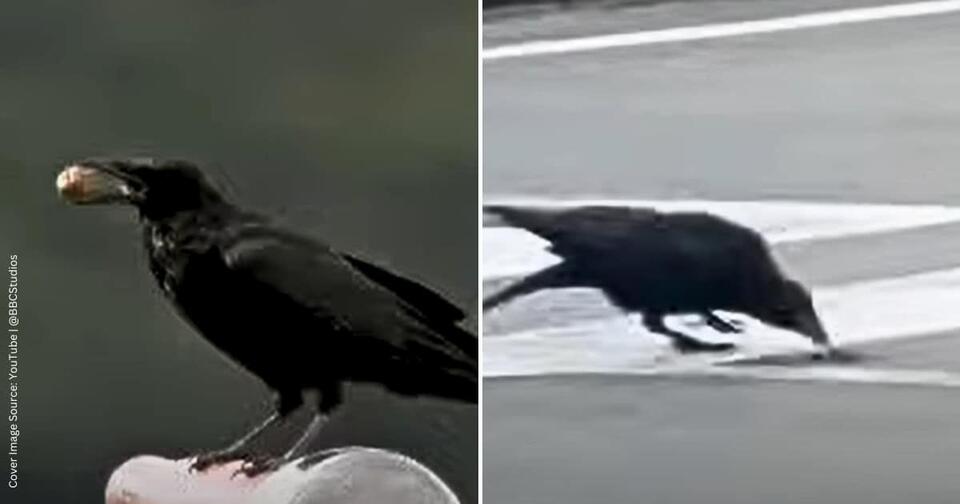 Crows Outsmart Traffic for Snack Time