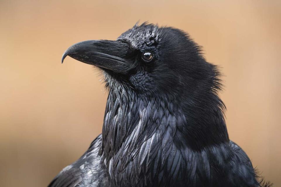 Crows Outsmart Traffic for Snack Time