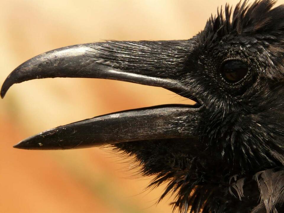 Crows Outsmart Traffic for Snack Time