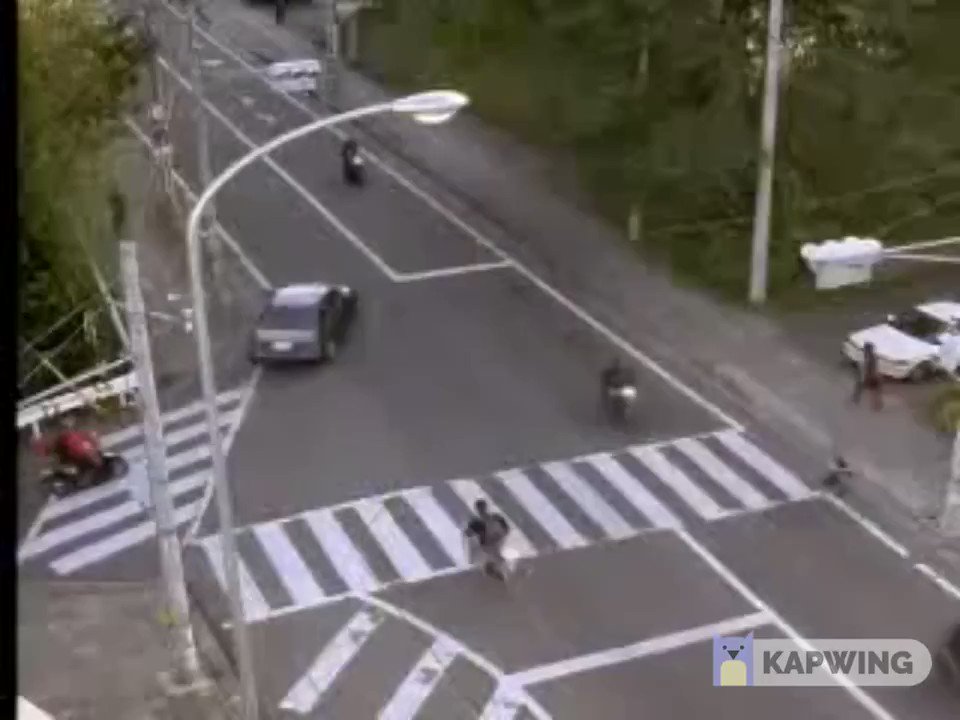Crows Outsmart Traffic for Snack Time