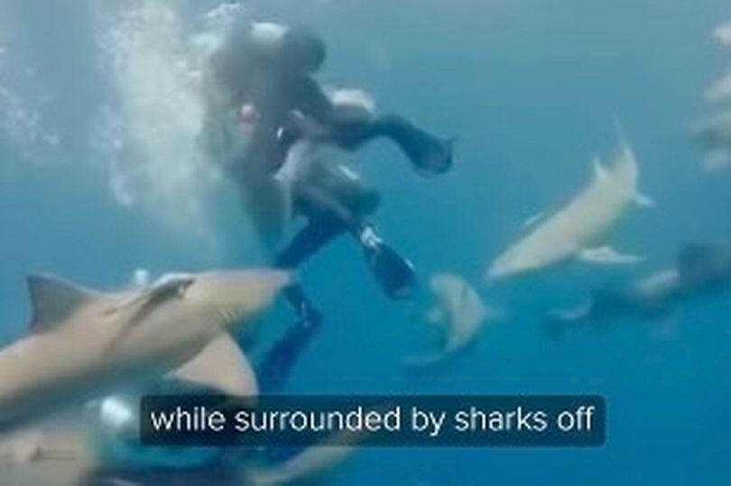 Shark bite drama off Jupiter Beach