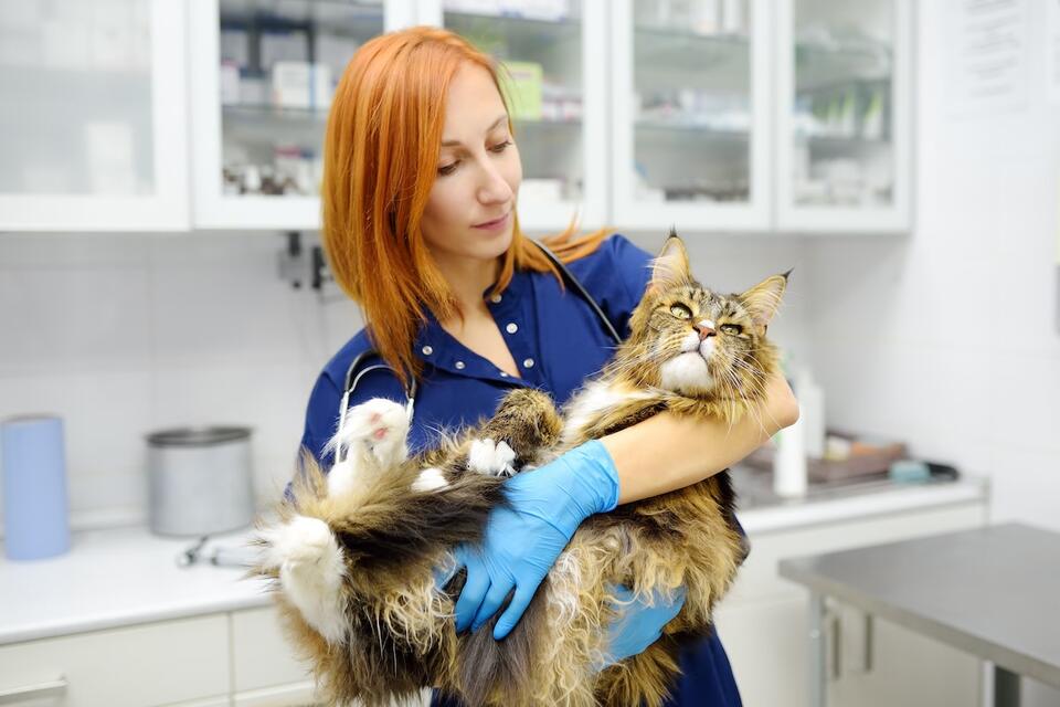 This Cat Flirts for Treats Like a Pro