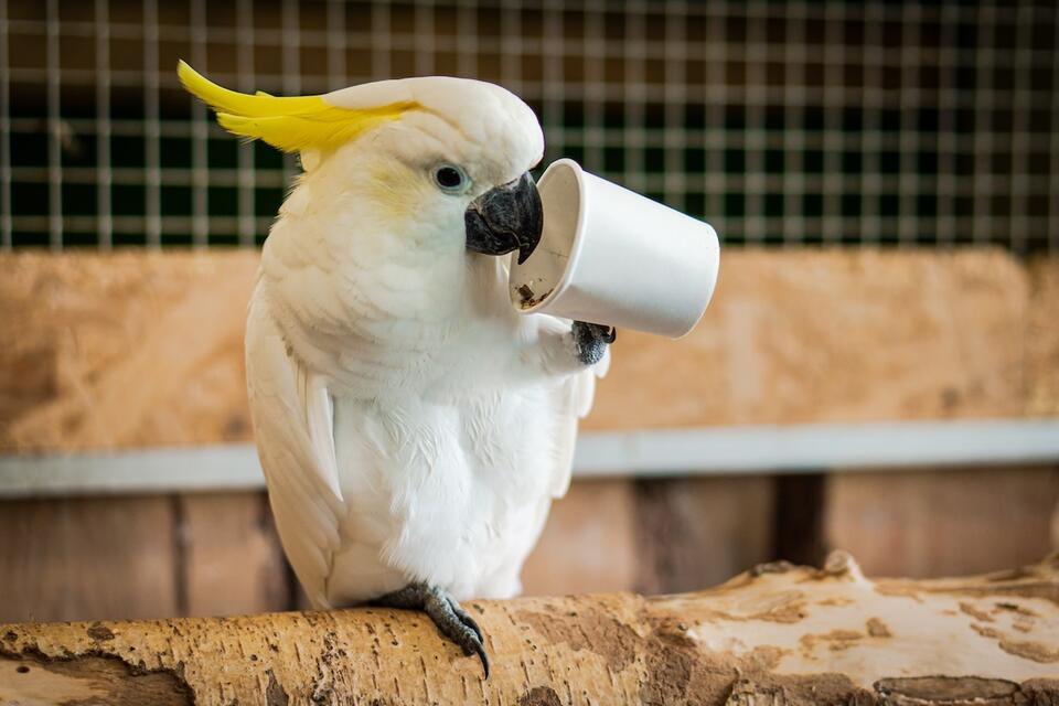 Cockatoo Steals the Show at Starbucks