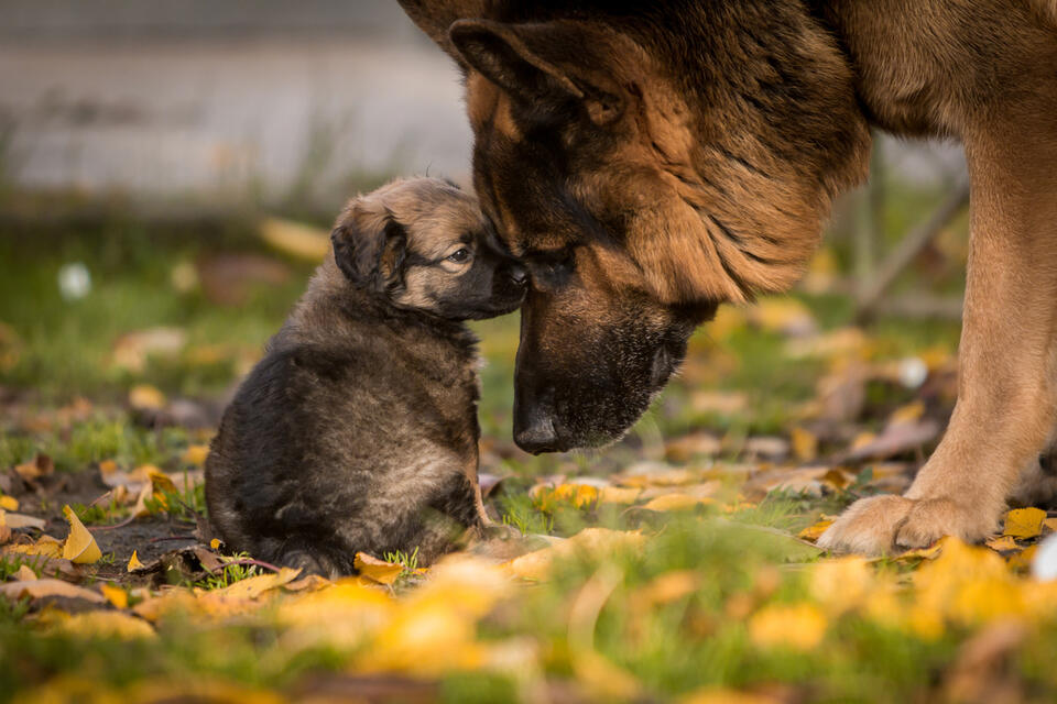 German Shepherd Mom’s Tearful Reunion