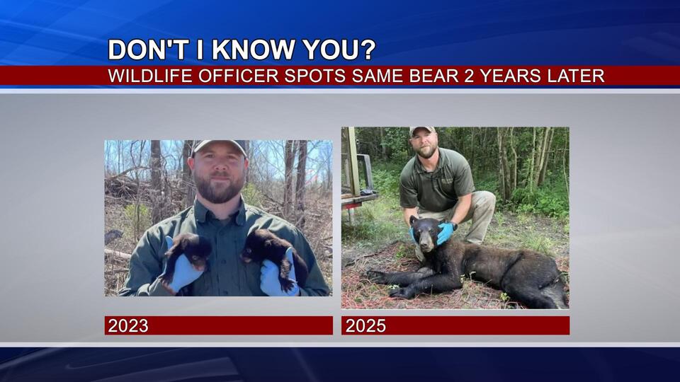 Jackson’s growing bear family surprises biologist