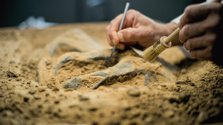 Real-Life 'Dragon' Fossil Found!