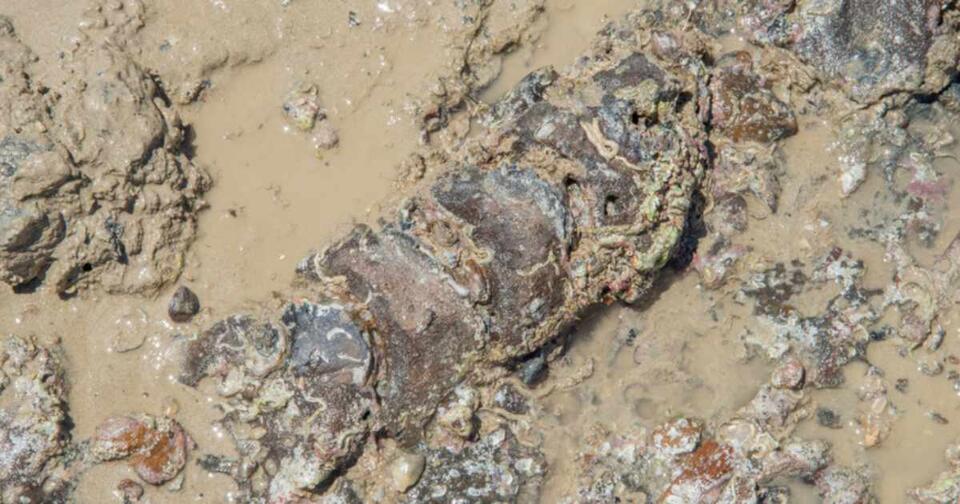 Jurassic Sea Monster Had Ninja Fins?!
