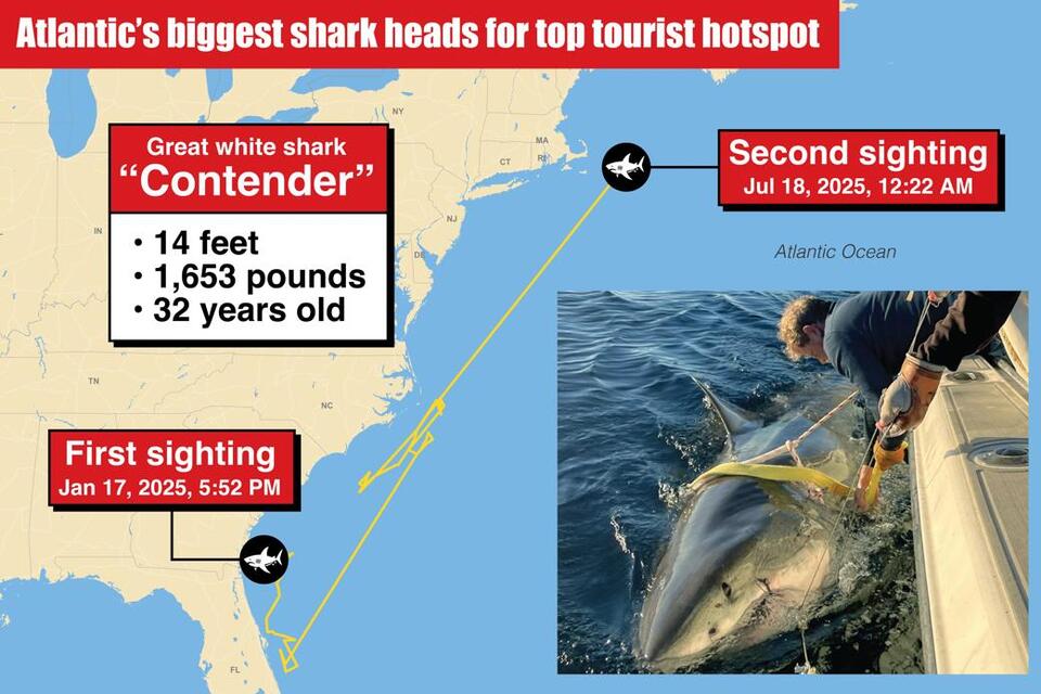 Massive Shark Spotted Near Nantucket!