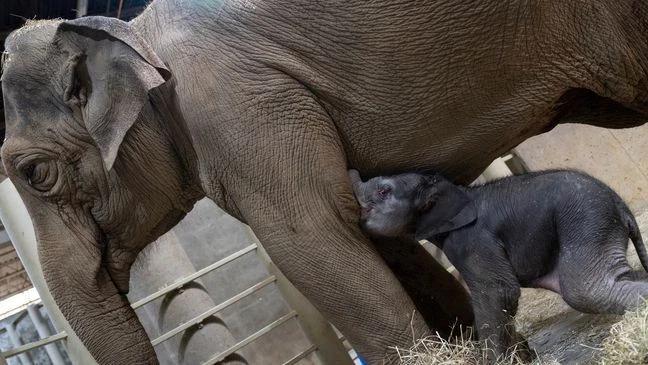 Cincinnati elephant welcomes adorable new calf