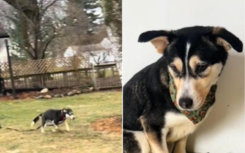 Angel the husky’s search for a real forever home