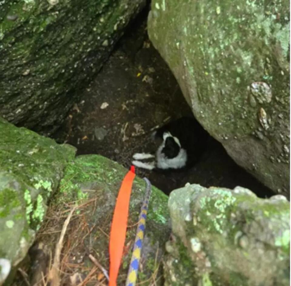 Dog’s wild rescue from a Greene County crevice