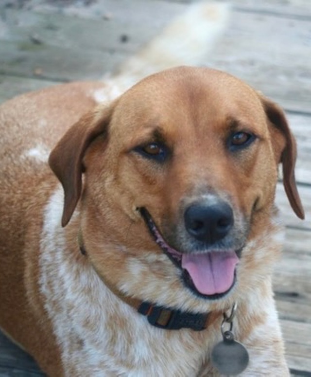 Trisha Yearwood honors her pup in Monticello