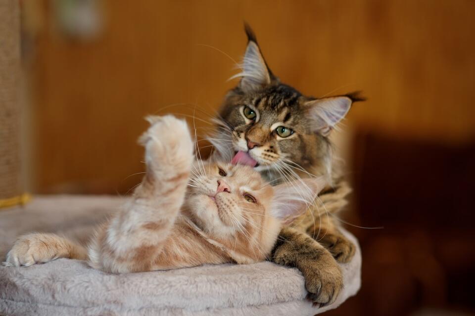 These Maine Coons Are Total Drama Queens
