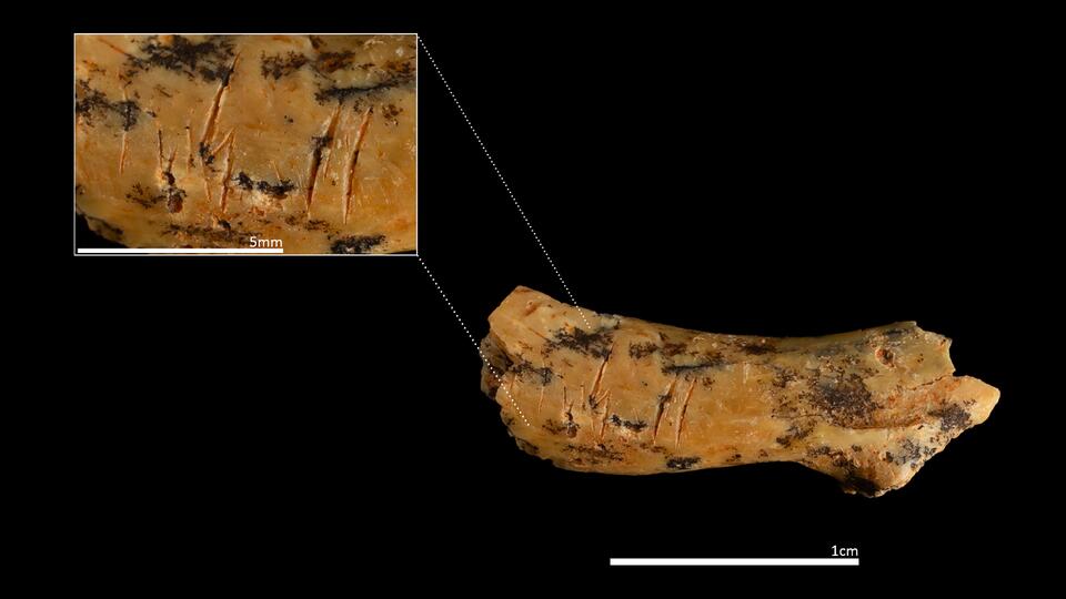 850,000-Year-Old Cannibal Shocker