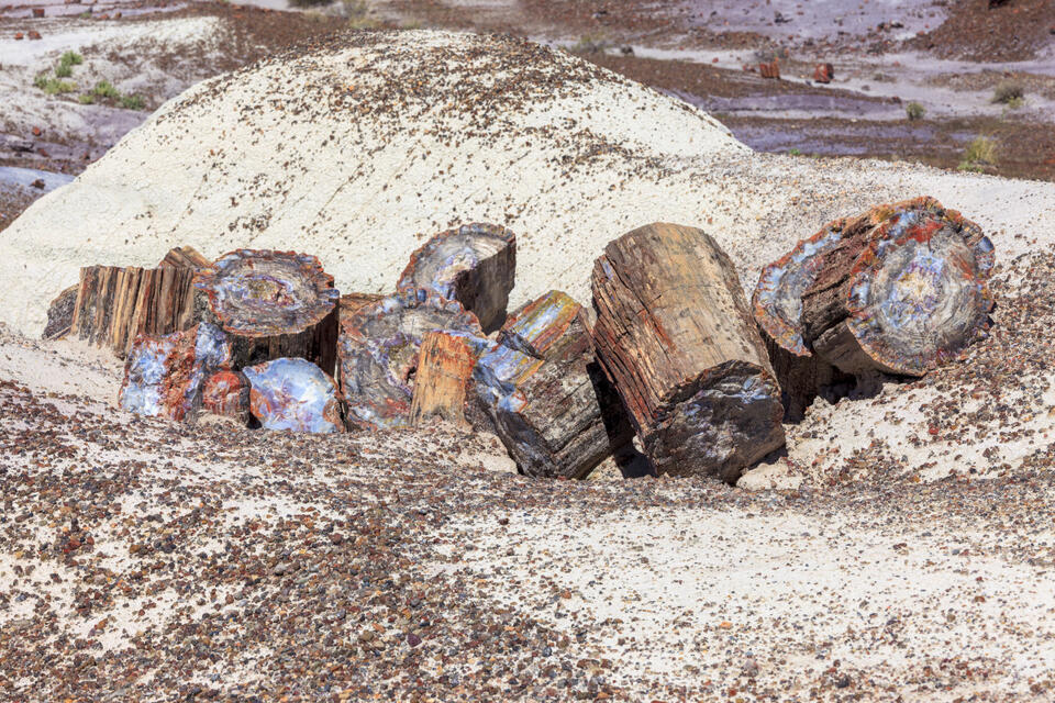 Arizona’s ancient flying reptile discovery
