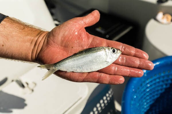 Live baitfish legal in your area? 🐟