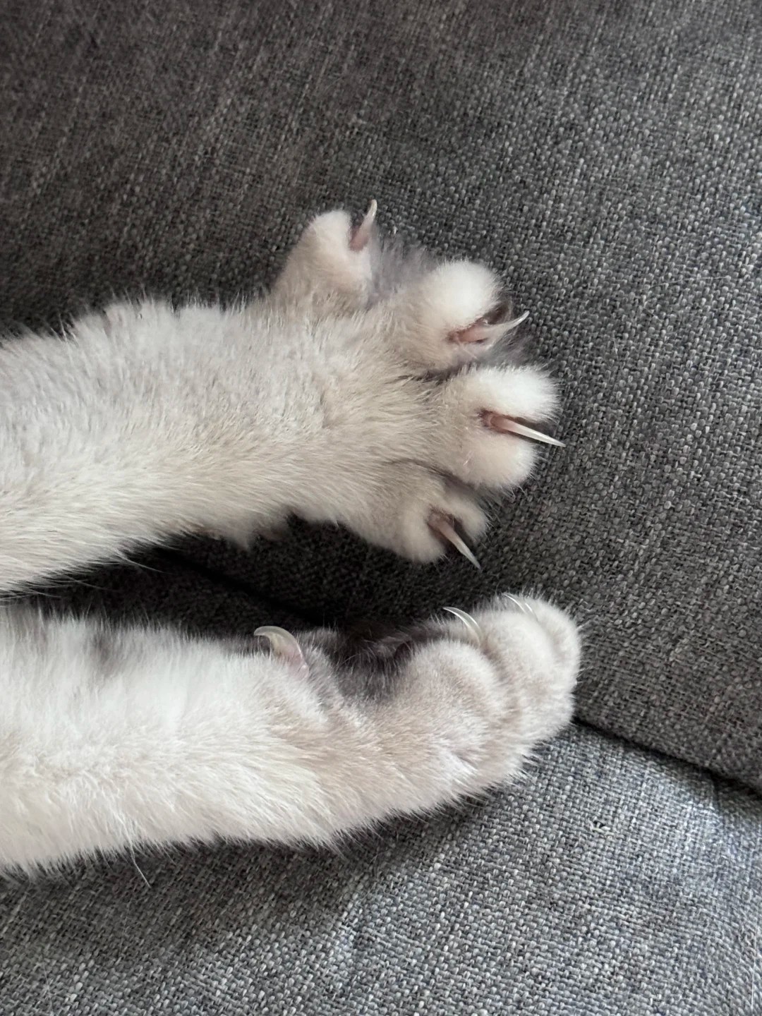 Kitten claws vs. human nails:  